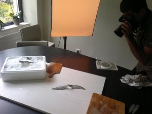 Une séance de photo culinaire