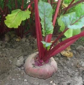 Autour de la betterave et associations d'automne