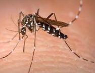 Zika pour les J.O. 2016 de Rio