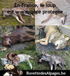 Des battues aux loups qui ne sont pas des "battues" mais autorisées dans quatre départements français!