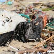 L'hécatombe d'oiseaux marins continue : la LPO appelle à la mobilisation ce week-end d'après maplanete.blogs.sudouest.fr