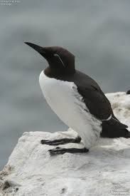 Les oiseaux marins ont payé un lourd tribut aux 38 tempêtes qui ont fait rage depuis décembre