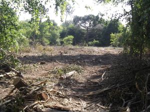 Avez-vous oublié les moments palpitants de juin 2013? "le Domaine du Bourdieu: ce qu'il faut savoir" par M le maire et le constat de la direction de l'environnement service du patrimoine et son rappel de la réglementation d'un site INSCRIT!