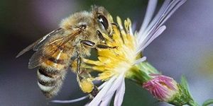 Abeilles, les effets des pesticides de mieux en mieux cernés une étude publiée le 10 juillet le confirme