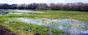Connaissez-vous la réserve naturelle de Bruges? Ultime marais protégé de l'agglomération bordelaise géré par la SEPANSO