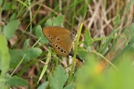 Naturjalles avait participé à l'enquête publique Thalès en soulignant les impacts environnementaux de ce projet route nouvelle et projet immobilier: en premier destruction d'une zone humide de 5,8ha