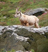 Ça y est notre chère ministre de l'Ecologie a décidé d'assainir le Massif du Bargy en faisant abattre tous les bouquetins!
