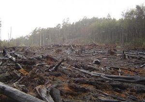 La majorité des produits vendus en supermarché liés à la déforestation illégale