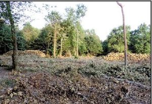 La saison des "défrichements" bat son plein! Déviation routière du Taillan et de Saint-Aubin de Médoc par la SEPANSO