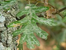 Un plaidoyer pour le chêne tauzin arbre d'avenir (par rapport au changement climatique) reconnaissable à ses feuilles très découpées et duveteuses