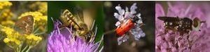 Un plan pour sauver les pollinisateurs!
