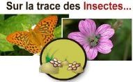 Sur la trace des Insectes...