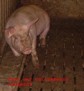 Urgent : porcs en danger! L’industrie porcine est sur le point d’obtenir que le caillebotis intégral soit déclaré comme "meilleure technique" dans un document de référence européen – et nous avons seulement quelques semaines pour empêcher cela: lettre à M Le Foll ci-dessous