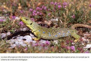La définition de la "trame verte et bleue" est un psychodrame qui se joue entre l’Etat et les élus locaux. Elle est censée préserver les habitats de la faune (l'enquête publique du schéma régional de cohérence écologique SRCE vient de se terminer)