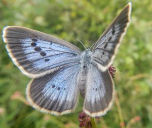Sortie Nature de Naturjalles mercredi 8 juillet « Papillons et oiseaux de la lande humide : chemin de Mautemps (St Aubin) »