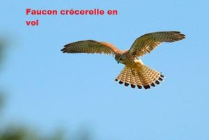 Sortie Nature du 8 juillet : A la découverte des papillons et des oiseaux secteur Lesqueblanque(St Aubin du Médoc) par Jacqueline Lalanne et Marie Françoise Canevet