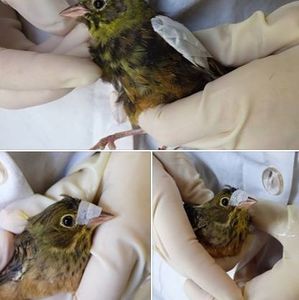 En Aquitaine, les chasseurs capturent même les espèces protégées comme les ortolans: c'est ce que nous apprend le centre de soin LPO Aquitaine