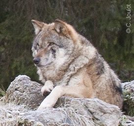 Argumentaire de France Nature Environnement qui persiste à approuver le retour du loup mais ce retour se doit d'être accompagné d'une prise en charge par l’Etat de mesures de protection des troupeaux.