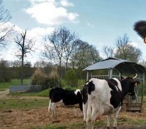 Les vaches nourries au maïs donnent un lait pas très bon pour la santé!
