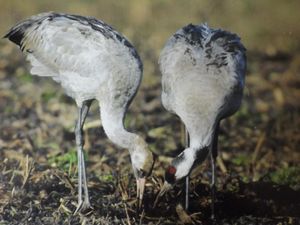 Sortie Nature du 26 janvier : Hivernage des Grue cendrée à la réserve naturelle de l'Etang de Cousseau