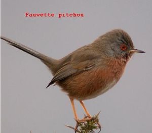 Loi sur la biodiversité (en première lecture à l'Assemblée en 2015 arrive en première lecture au Sénat), la mascarade de la compensation