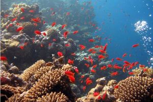 Le Sénat a posé un amendement contre le projet de loi qui vise à la protection des récifs coralliens. Il retoque l’interdiction de la destruction des coraux dans le cadre de la loi sur la biodiversité.