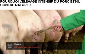 Porcherie de St Symphorien: Le préfet de Gironde a décidé de ne pas autoriser la demande d'extension de la porcherie Le Lay, à Saint-Symphorien, dans le sud de la Gironde.