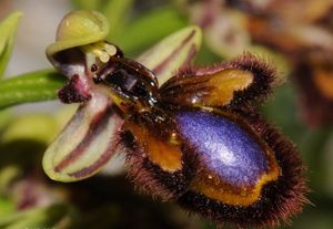 Un projet d'urbanisation menace une orchidée rare mais que pèse cette rareté floristique contre un projet "INNOVANT" dont une tour en bois et paille?