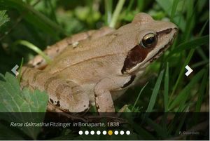 Laissons coasser là où les grenouilles se trouvent...