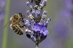 Les pesticides triplent la mortalité des abeilles sauvages