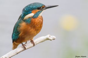 Le déclin des oiseaux nicheurs se poursuit en France : un tiers des espèces aujourd’hui menacé