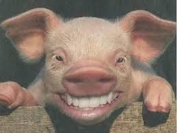 Cochon qui s’en dédit !!