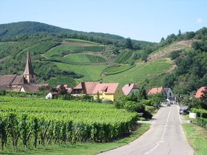 Route des vins d'Alsace, Obernai, Ribeauvillé, Colmar...