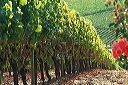 Les femmes, l'avenir du vin ?