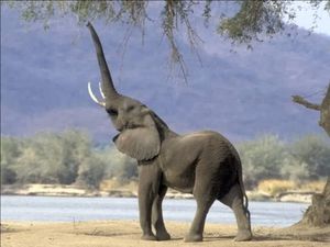 L'Eléphant Qui Voulait Etre Un Homme