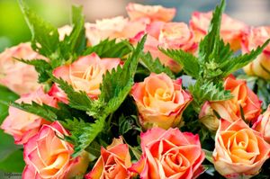Des roses et des orties