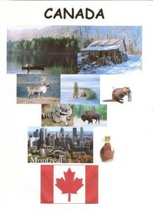 Le voyage de notre loup se termine.