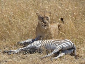 Serengeti et Ngorongoro : Le Roi Lion ou l’Histoire de la vie