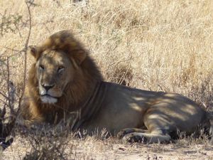 Serengeti et Ngorongoro : Le Roi Lion ou l’Histoire de la vie