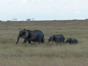 Serengeti et Ngorongoro : Le Roi Lion ou l’Histoire de la vie