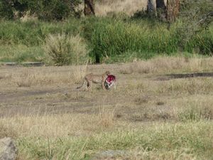Serengeti et Ngorongoro : Le Roi Lion ou l’Histoire de la vie