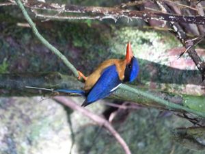 De Cairns aux Whitsundays Islands : Du soleil, des plages …et des moustiques !