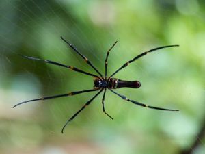 De Cairns aux Whitsundays Islands : Du soleil, des plages …et des moustiques !