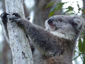 De Sydney à Melbourne : Une faune incroyable, des paysages splendides mais une température assez basse !