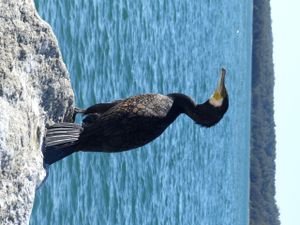 De Sydney à Melbourne : Une faune incroyable, des paysages splendides mais une température assez basse !