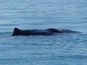 De Kaikoura à Picton : Des animaux marins, du bon vin, de la rando et toujours des paysages incroyables !