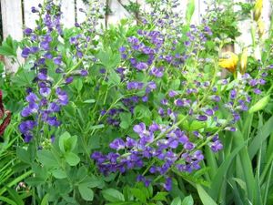 Mabou plante des B