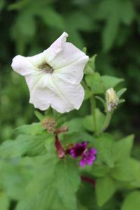 Pétunia de Laurent ou mystères de la génétique,