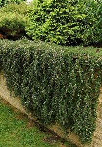 Le Cotoneaster, un revenant,