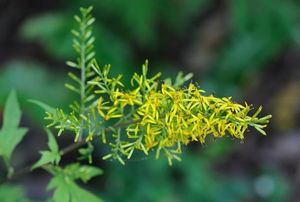 Ligularia tanganica